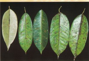 โรคใบจุด (Pseudocercospora sp.) ด้านหน้าใบและหลังใบ