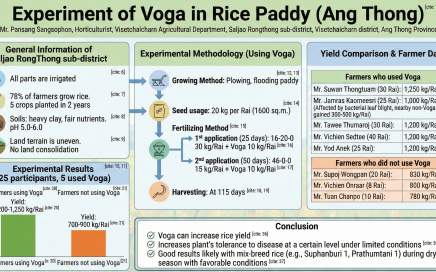 Experiment of Voga, silicon minerals, in Rice Paddies