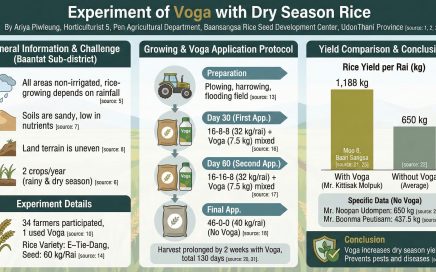 Experiment of Voga Silicon Minerals in Rice Paddy