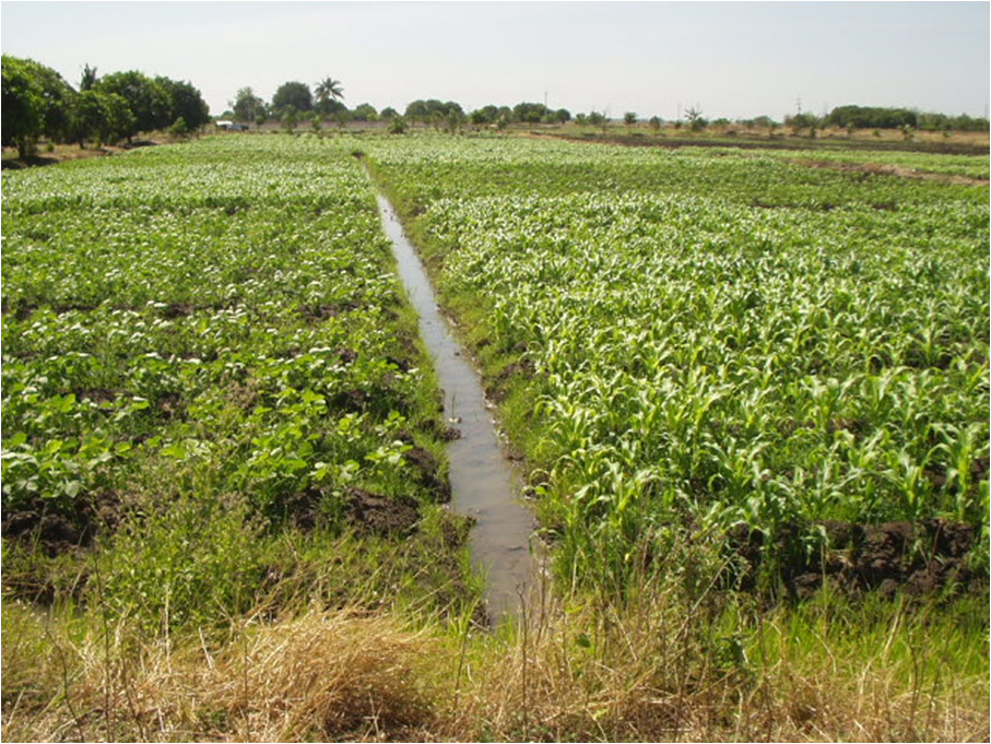 Corns after 30 days