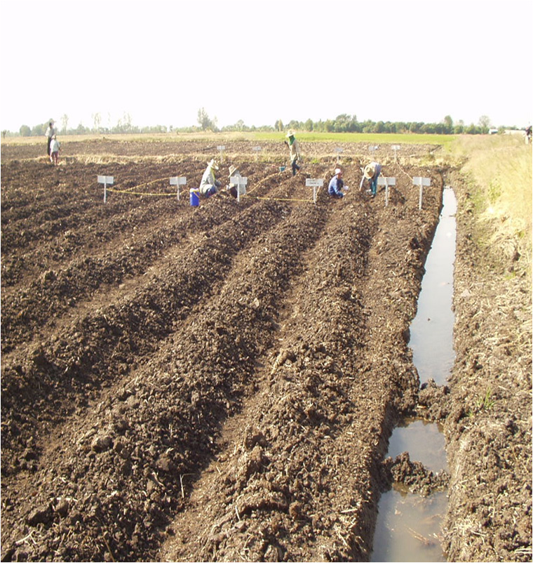 Raise beds before corn planting