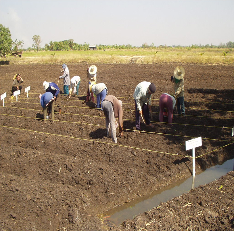 Planting corn seeds on raised beds