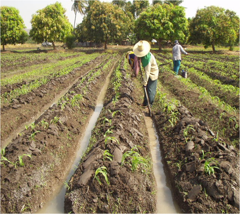 Watering corns through ditches every 7-10 days