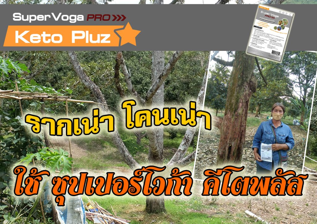 รากเน่าโคนเน่า ใช้คีโตพลัส