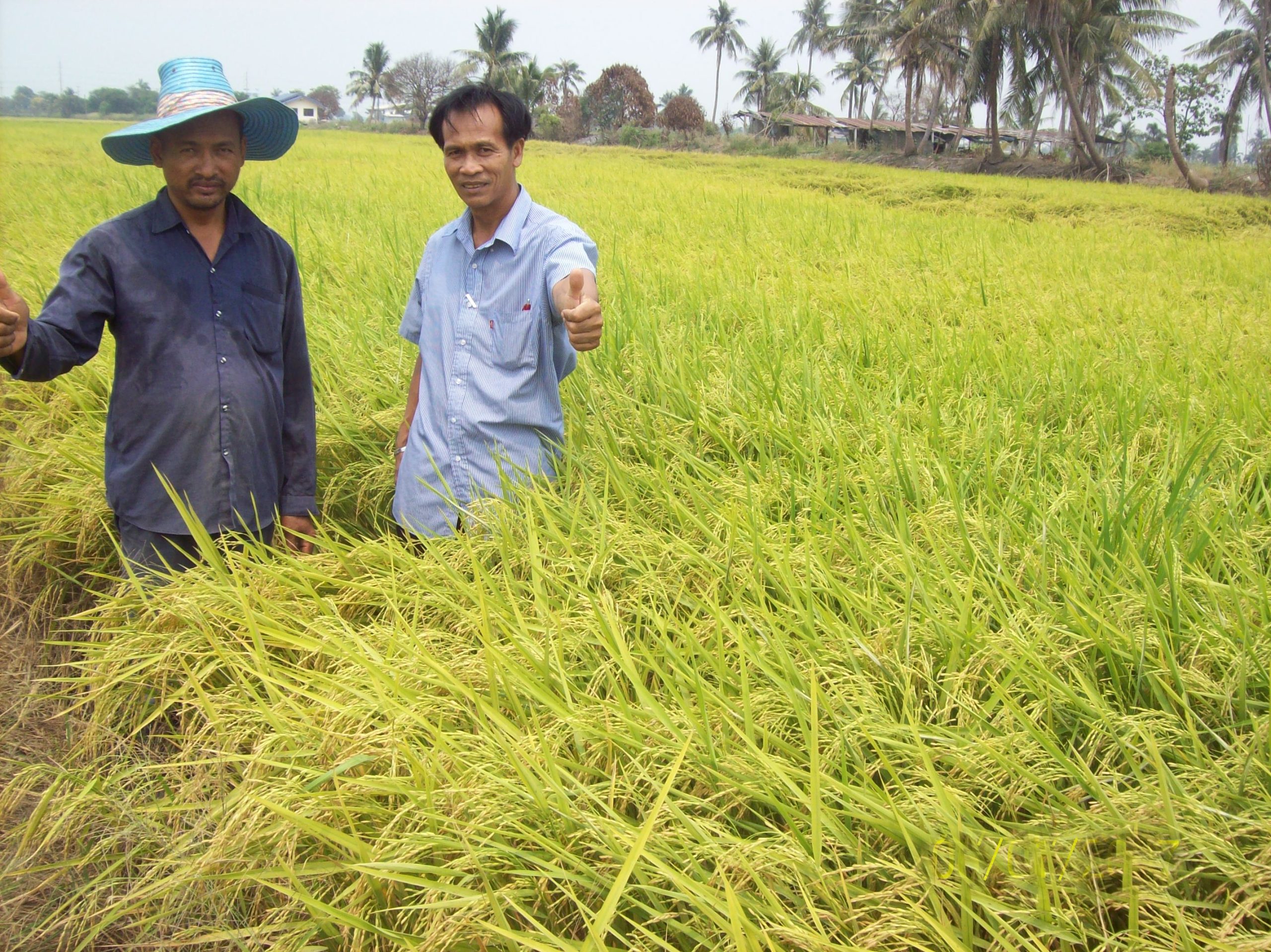 Rice field in Banglane