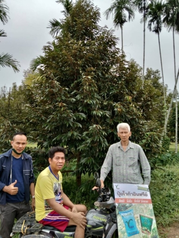 3 year old durian orchard in Makarn, Chantaburi