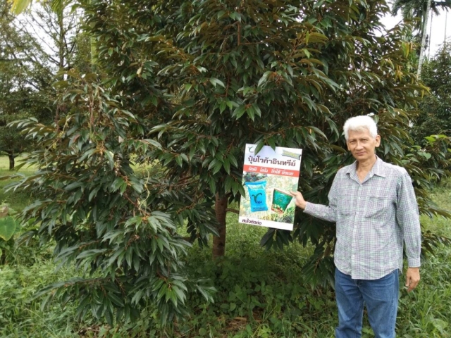 3 year old durian orchard in Makarn, Chantaburi