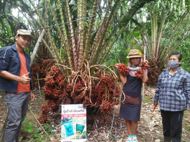 Salacca tree Chantaburi with Voga fertilizer