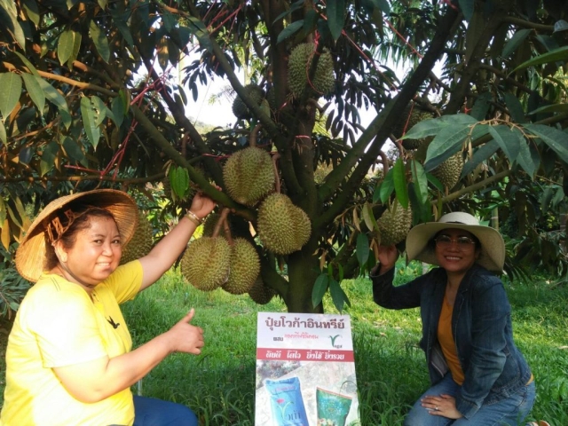 5 year old durian tree in Trat