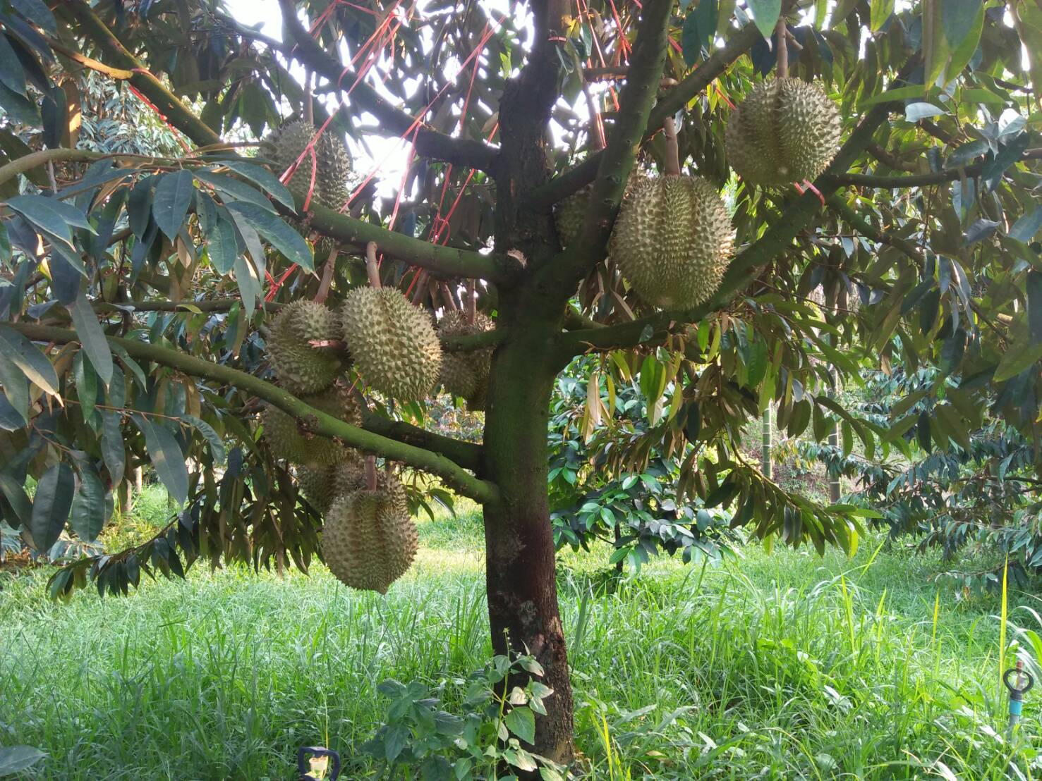 5 year old durian tree in Trat