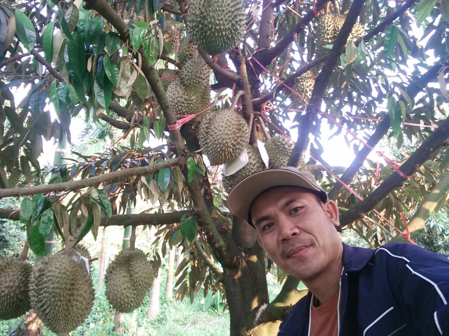 5 year old durian tree in Trat