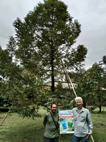 8 year old durian tree, Makarm, Chantaburi