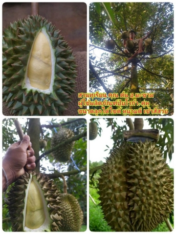 8 year old durian tree, Makarm, Chantaburi