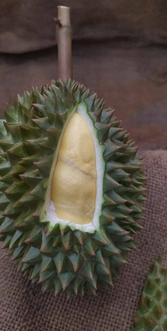 Durian from Makarm, Chantaburi