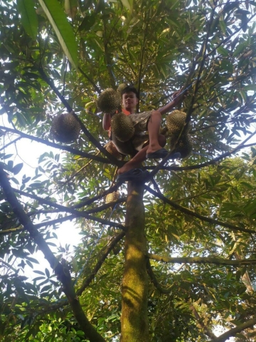 Durian used Voga fertilizer in Chantaburi