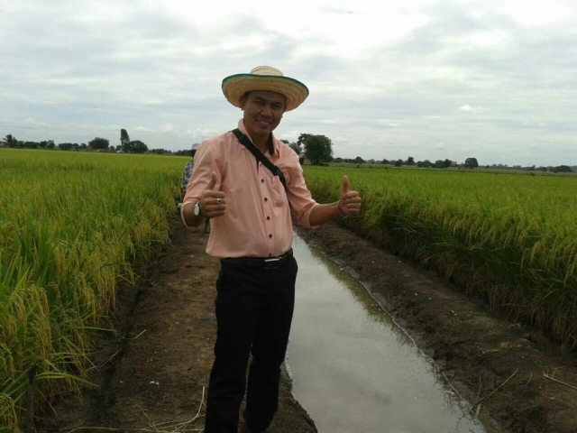 Rice field in Chainat