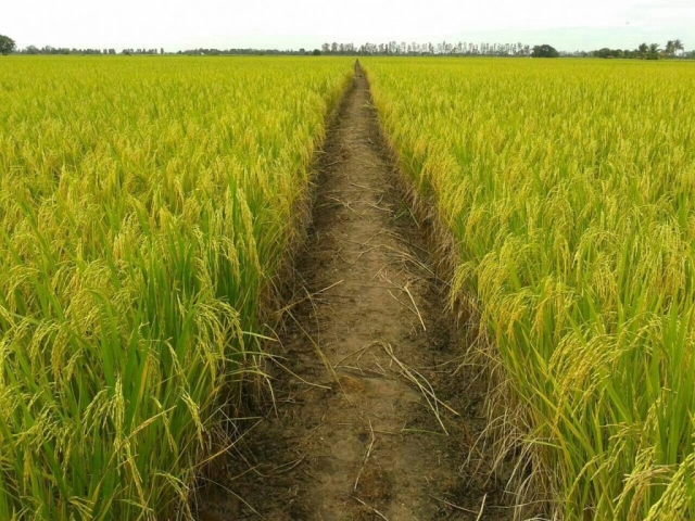 Rice field in Chainat