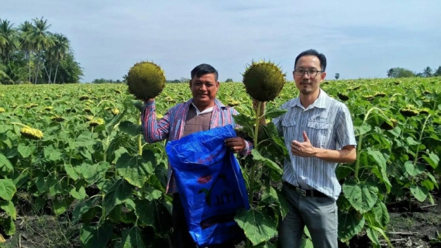 Sunflower in Lopburi