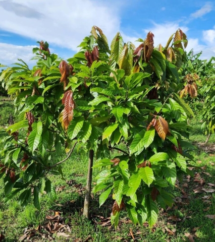 Cocoa tree in Sakhon Nakorn with Voga fertilizer