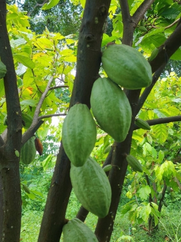 Cocoa tree in Sakhon Nakorn with Voga fertilizer