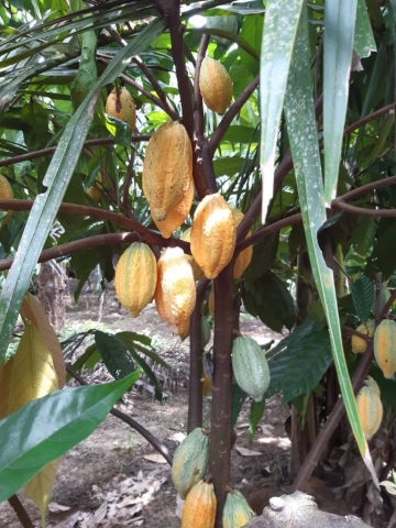 Cocoa tree in Sakhon Nakorn with Voga fertilizer