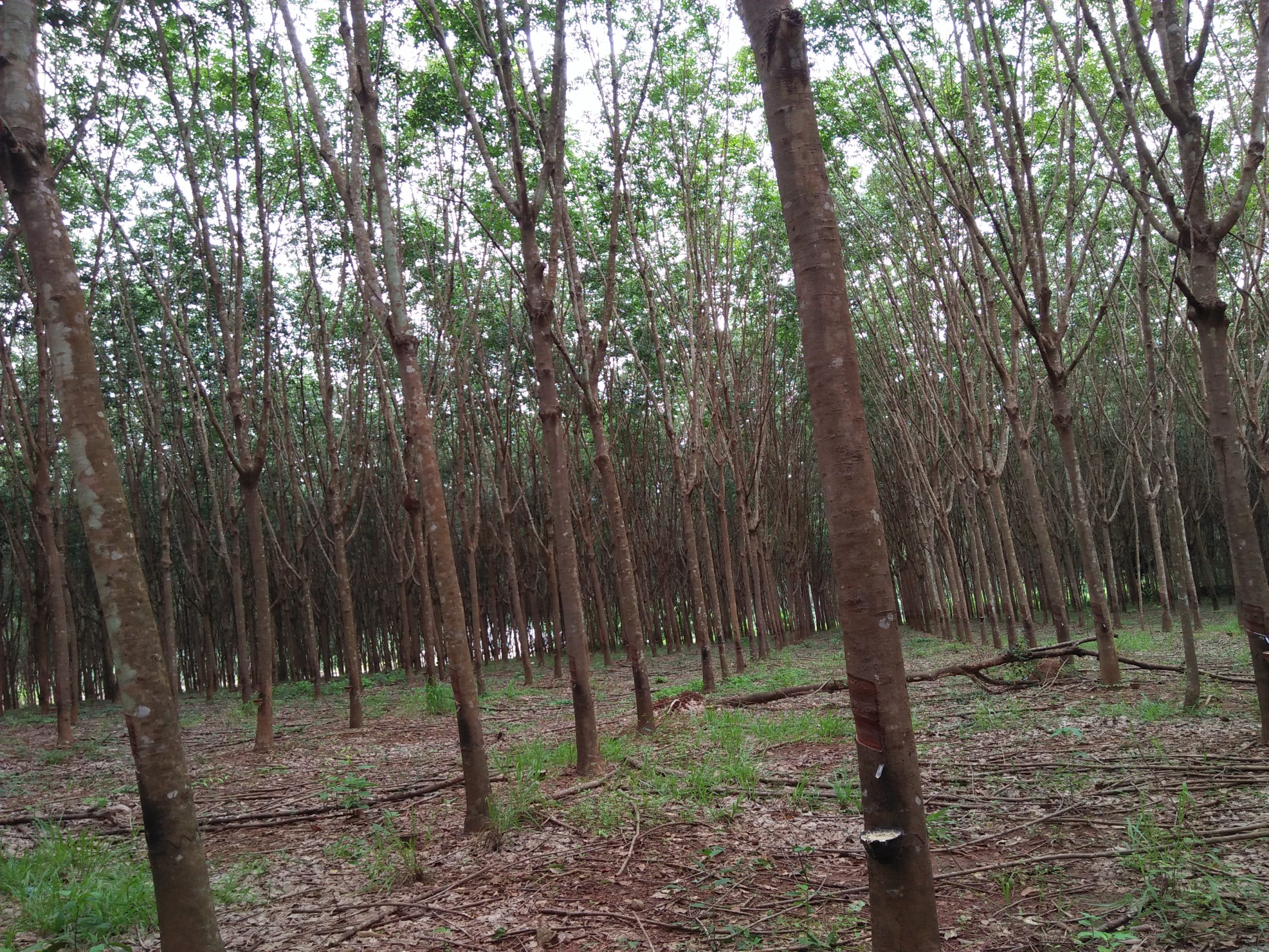 Rubber trees in Kanghangmaew, Chantaburi