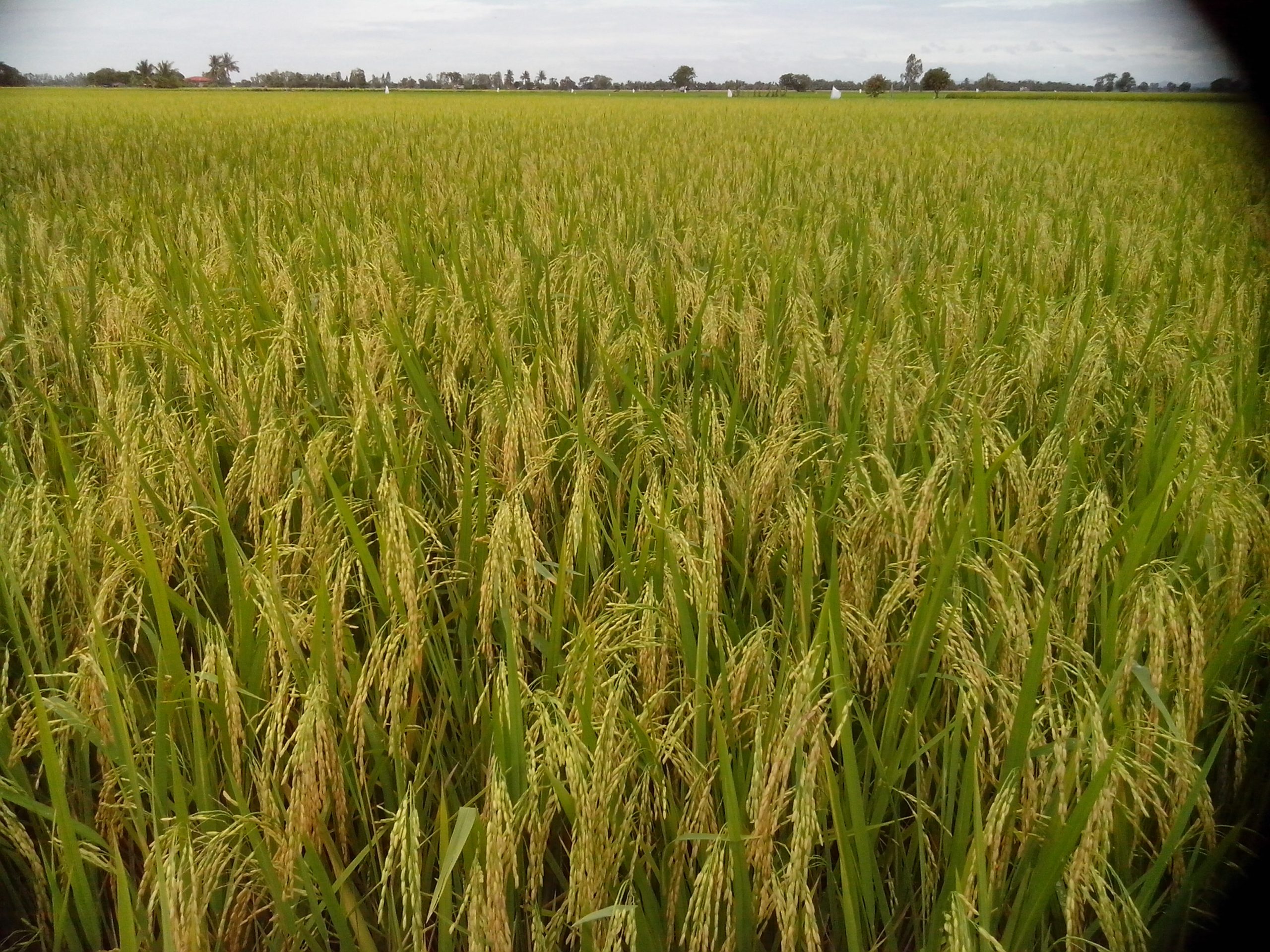 Rice field in Chainat
