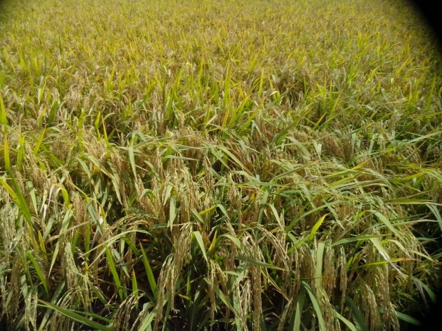 Rice field in Chainat