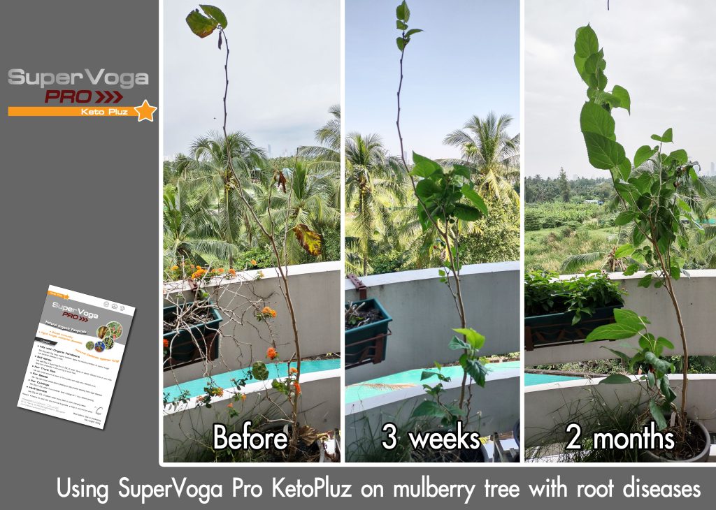 cure root rot with organic fungicide