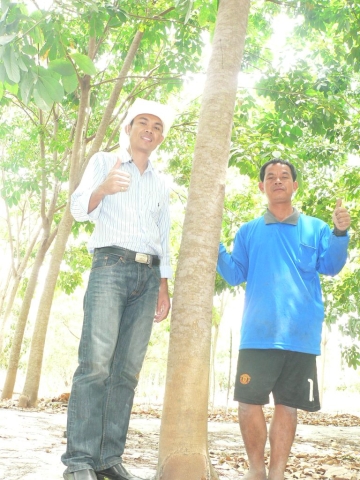 Rubber tree in Mukdaharn