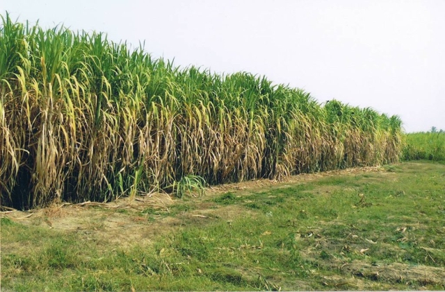 Sugarcane in Kanchanaburi