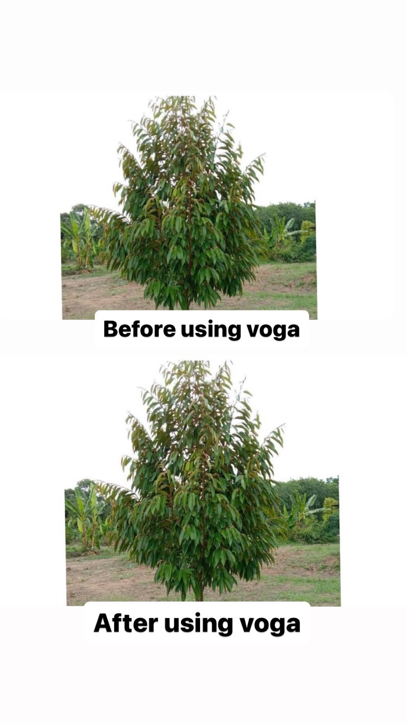 Durian tree using Voga Fertilizer