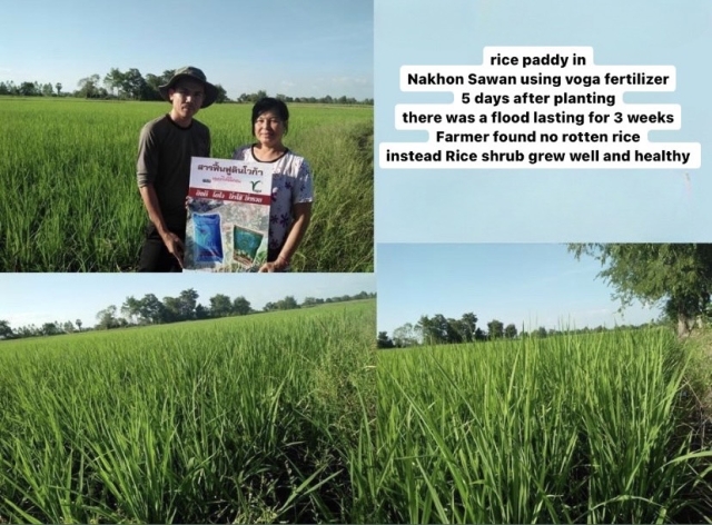 Rice paddy in Nakhon Sawan