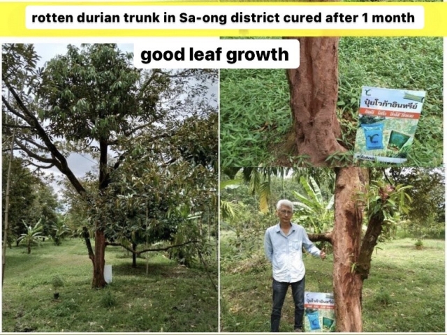 Curing durian disease