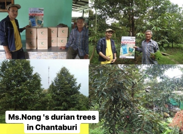 Durian Trees in Chantaburi