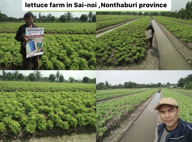 Lettuce with Voga fertilizer