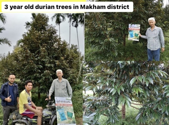 3 year old durian tree with Voga fertilizer