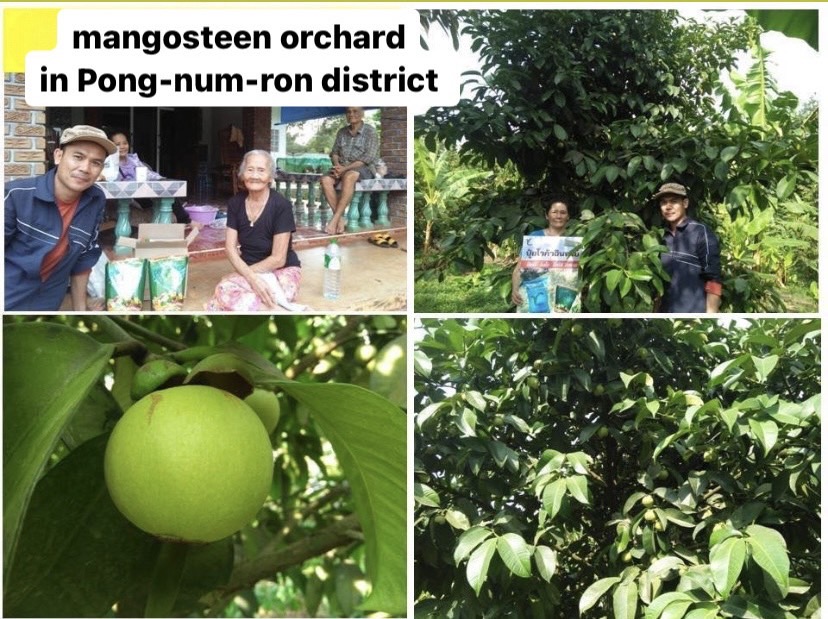 Mangosteen orchard with Voga Fertilizer