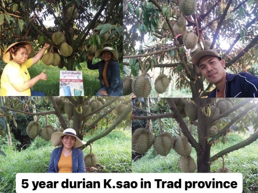 5 year old durian tree in Trad with Voga Fertilizer