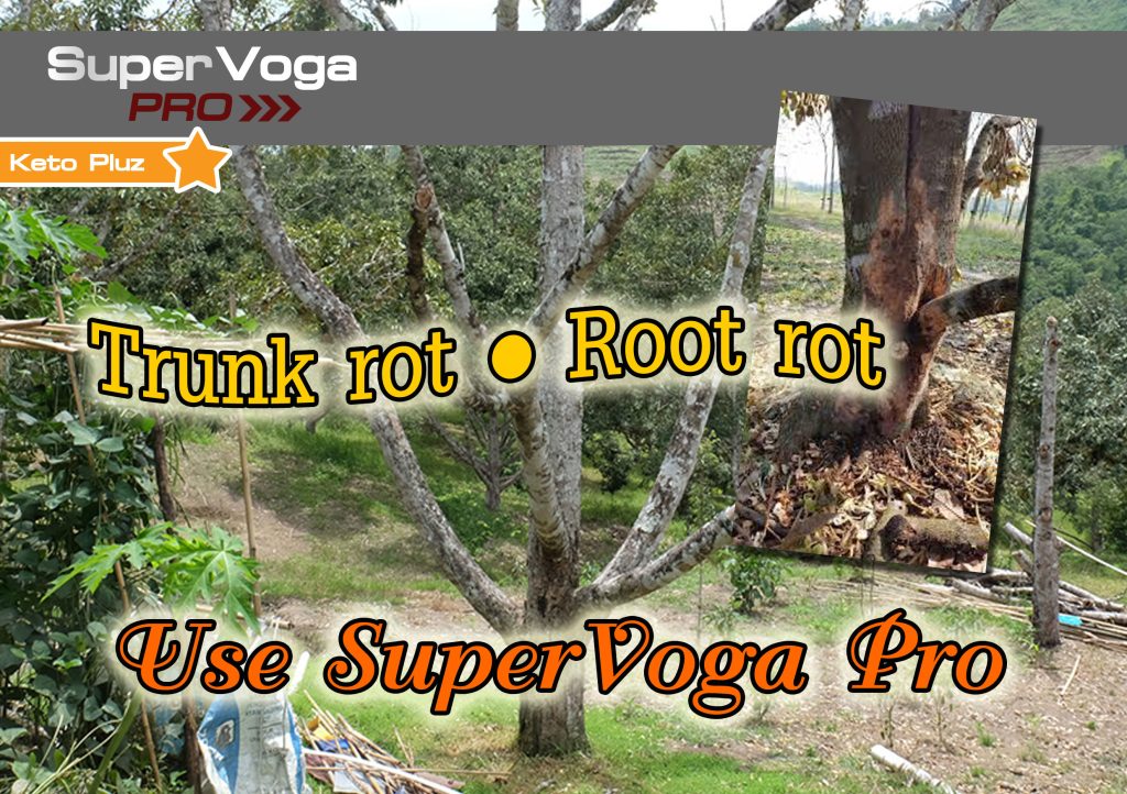 Trunk Rot Root Rot use KetoPluz