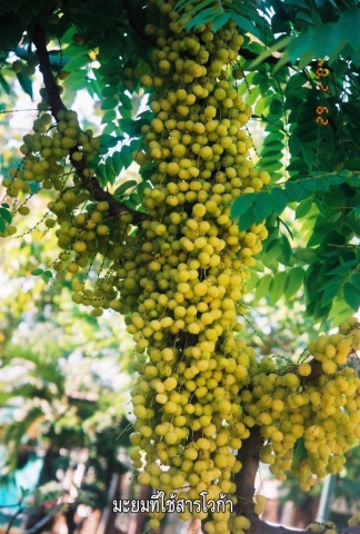 Star Gooseberry with Voga fertilizer