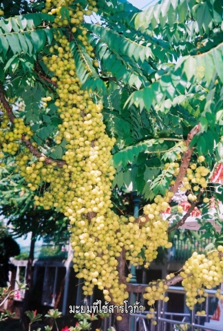 Star Gooseberry with Voga fertilizer