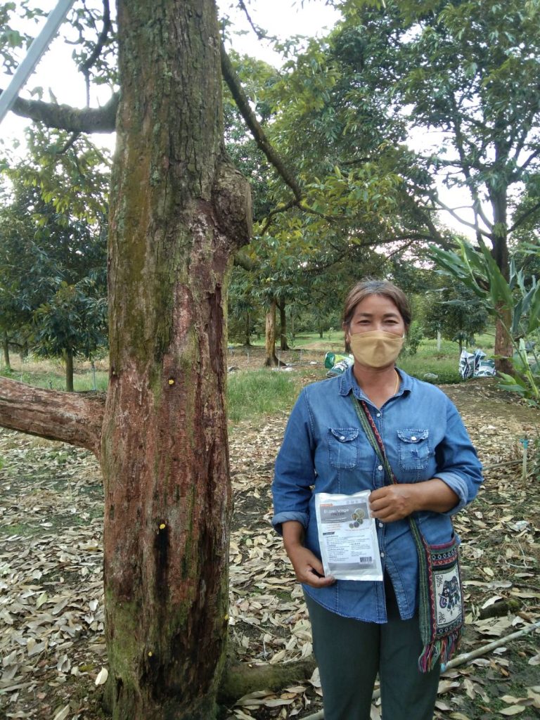 Durian trunk rot