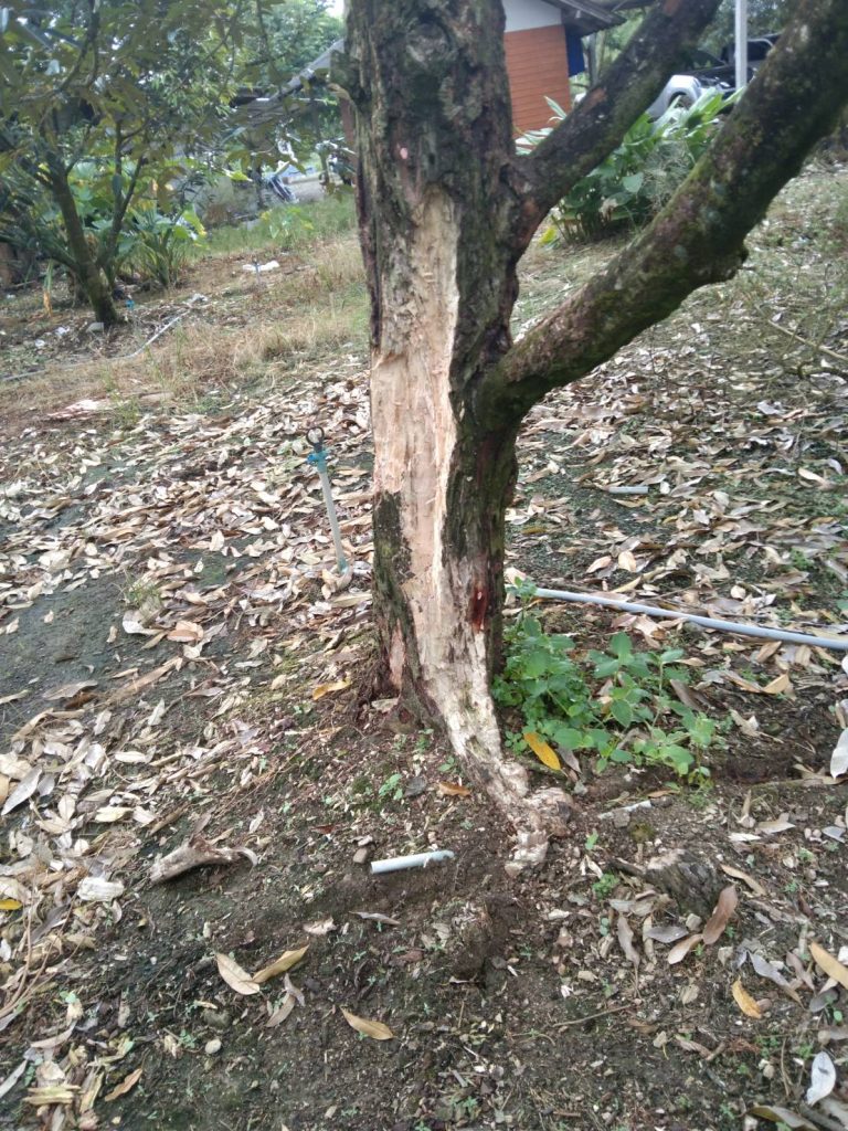 Durian trunk rot