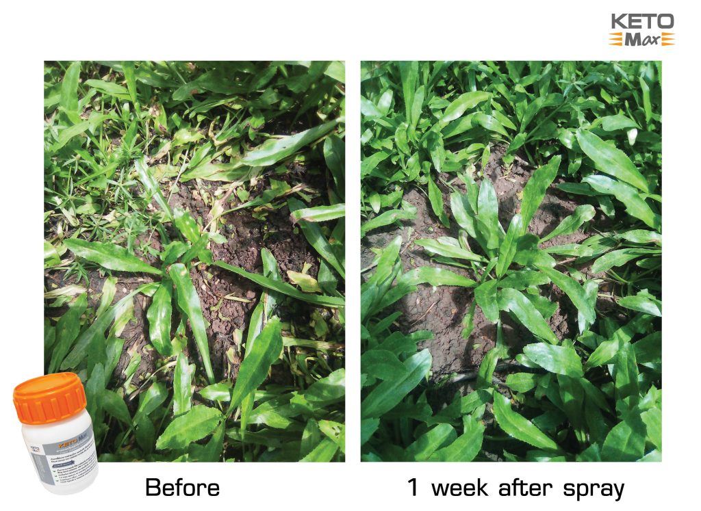 Parsley with organic fungicide, KetoMax