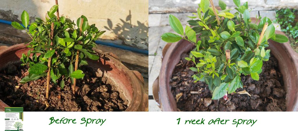 Citrus spray