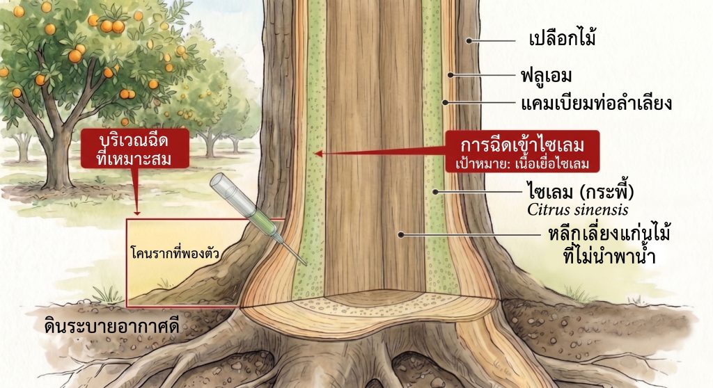 ตำแหน่งฉีดเข้าลำต้นที่เหมาะสม