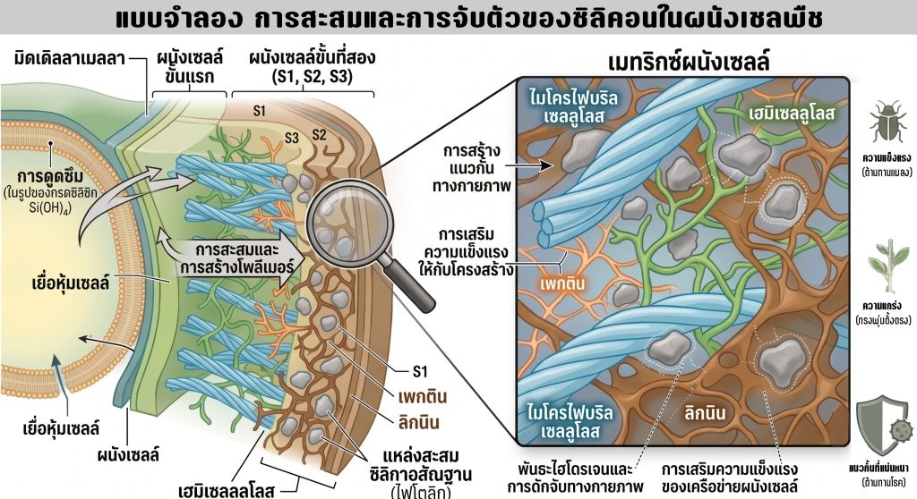 การสะสมซิลิคอนที่ผนังเซล