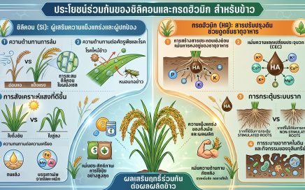ประโยชน์ร่วมของซิลิคอน และกรดฮิวมิก ต่อข้าว